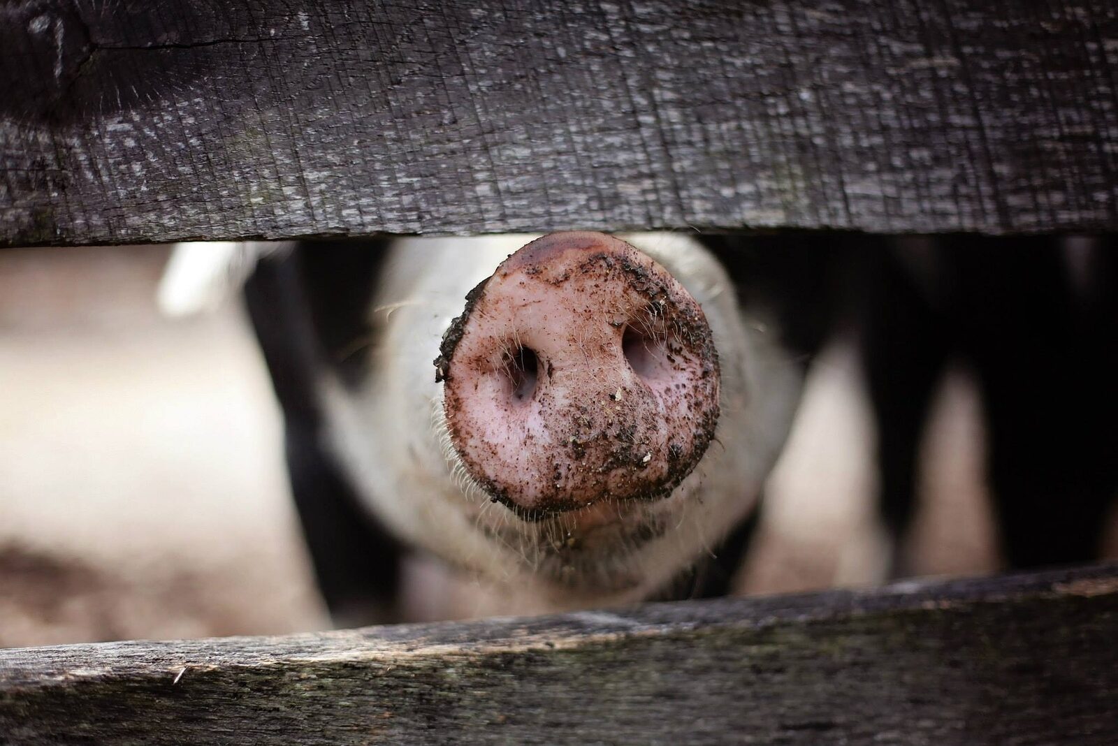 Comerț macabru: Evrei din România, „vânduți” de comuniști pentru porci