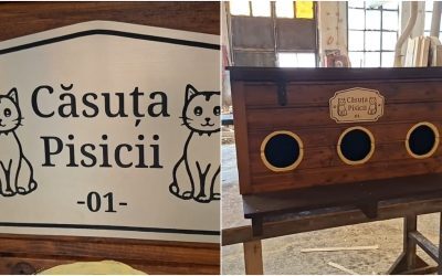Arad: Adăposturi gratis pentru pisicile străzii