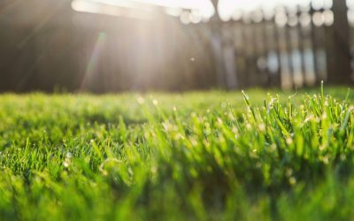 Gazon ars de caniculă? Salvează-l fără replantare! Greșeala din august