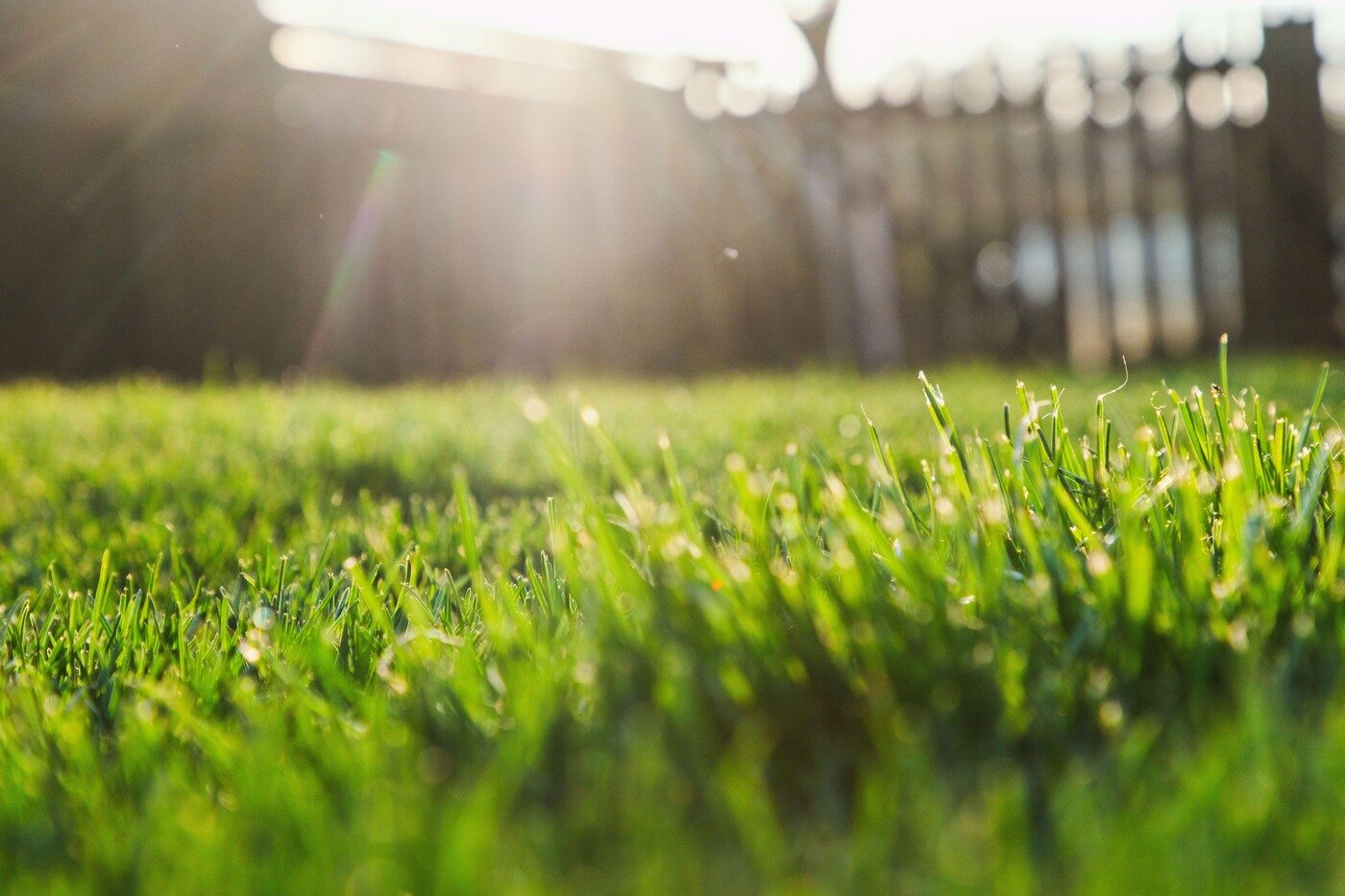 Gazon ars de caniculă? Salvează-l fără replantare! Greșeala din august