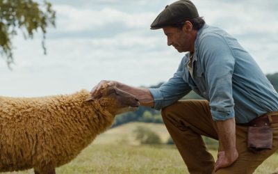 Misterul cu oi de la cinema, de văzut acasă