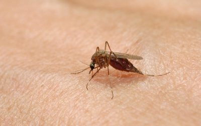 West Nile în Europa: Peste 240 de cazuri, România cu șase infectări