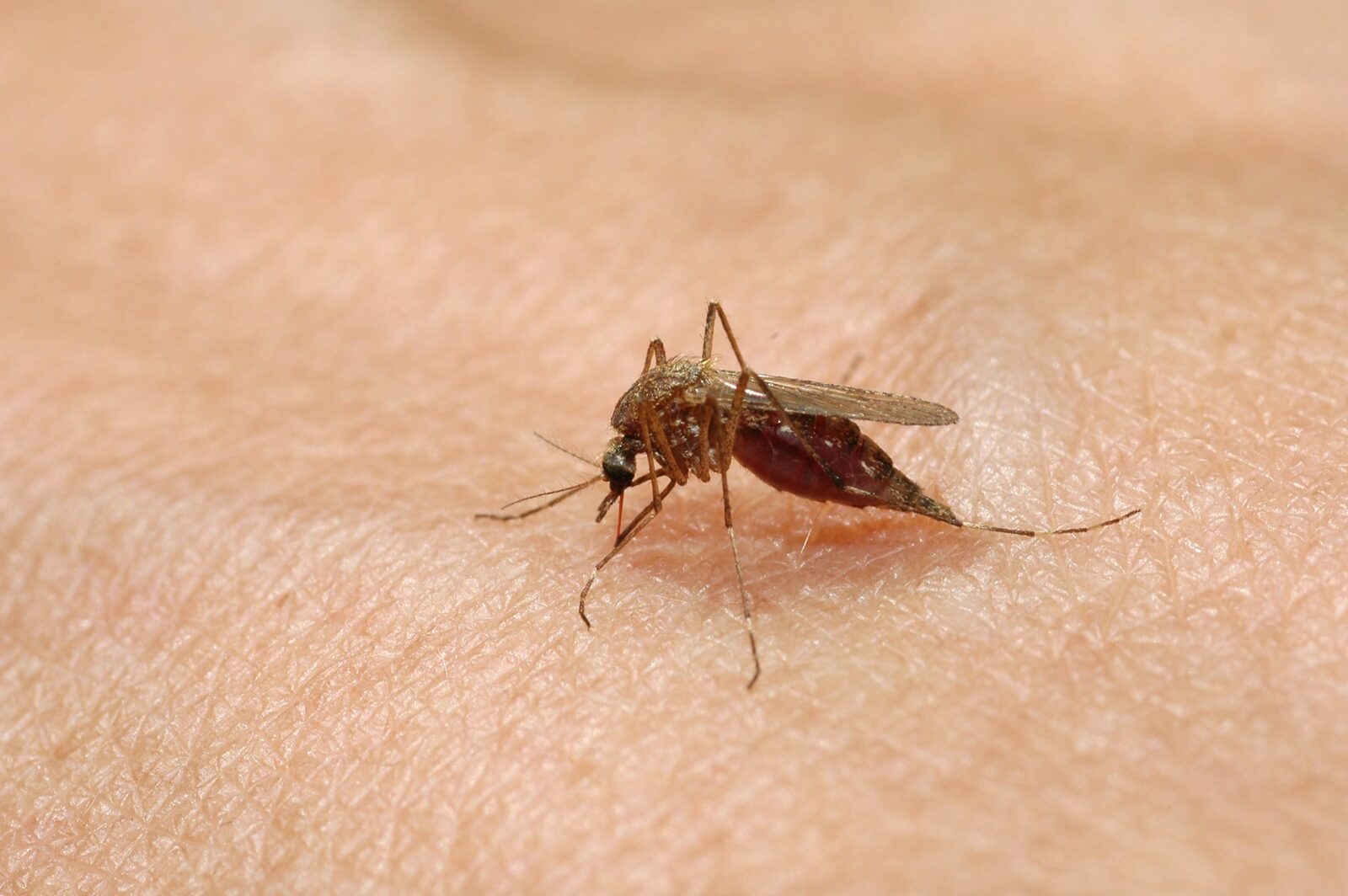 West Nile în Europa: Peste 240 de cazuri, România cu șase infectări