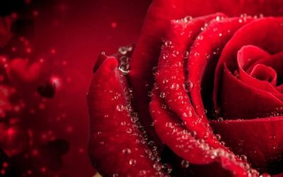 Trandafiri din buchet: Trucul simplu care-ți redă florile