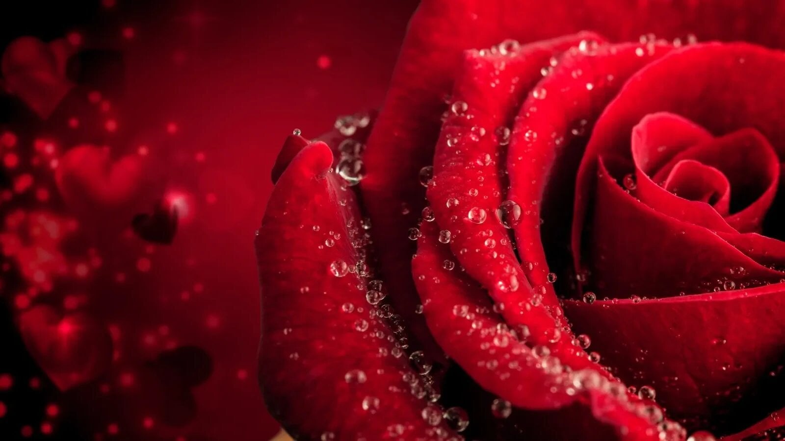 Trandafiri din buchet: Trucul simplu care-ți redă florile