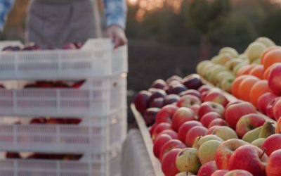 România, nectarul abundent, dar importat. Prețul a scăzut la 3,5 lei/kg