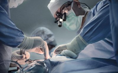 Rinichi de porc, transplantat cu succes, a funcționat aproape 9 luni