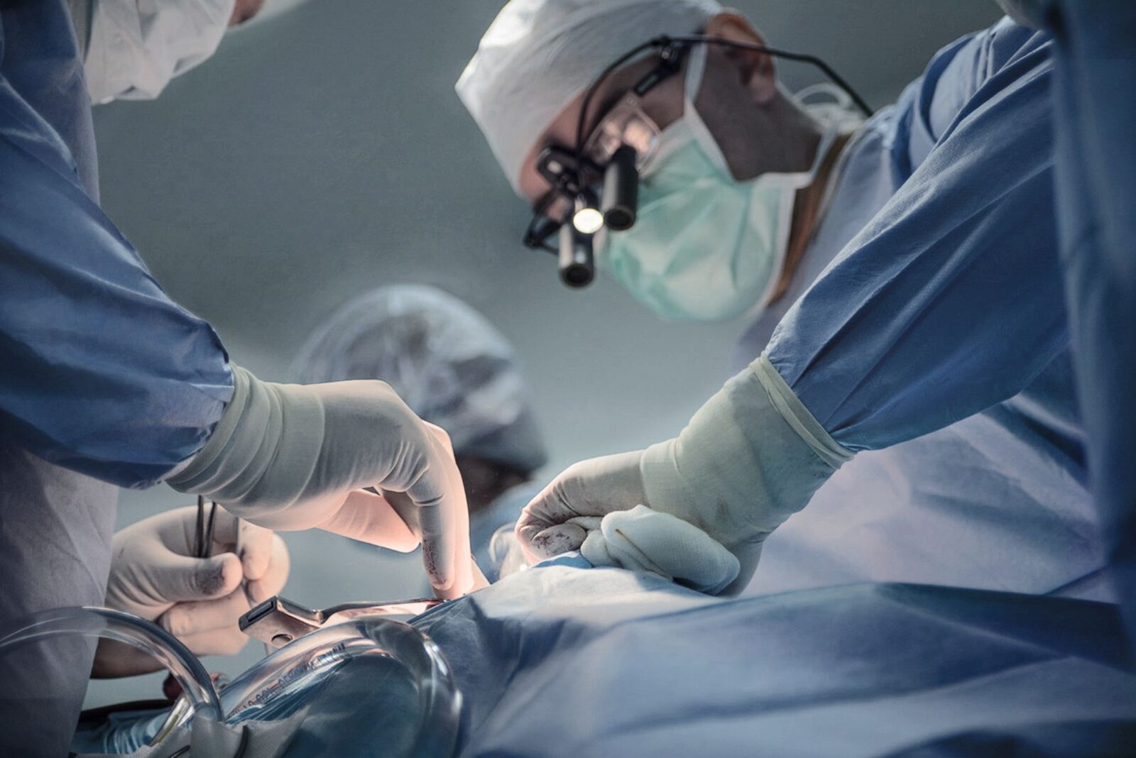 Rinichi de porc, transplantat cu succes, a funcționat aproape 9 luni
