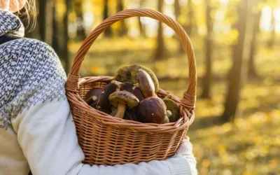 Pericolul ascuns în „natură”: greșeala ce ucide