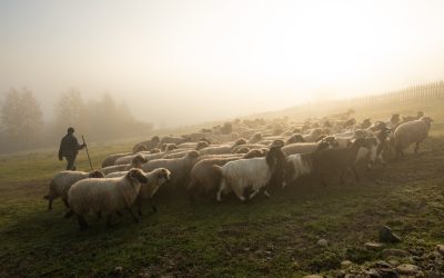 Comisia Europeană: Exporturile românești de ovine, deblocate