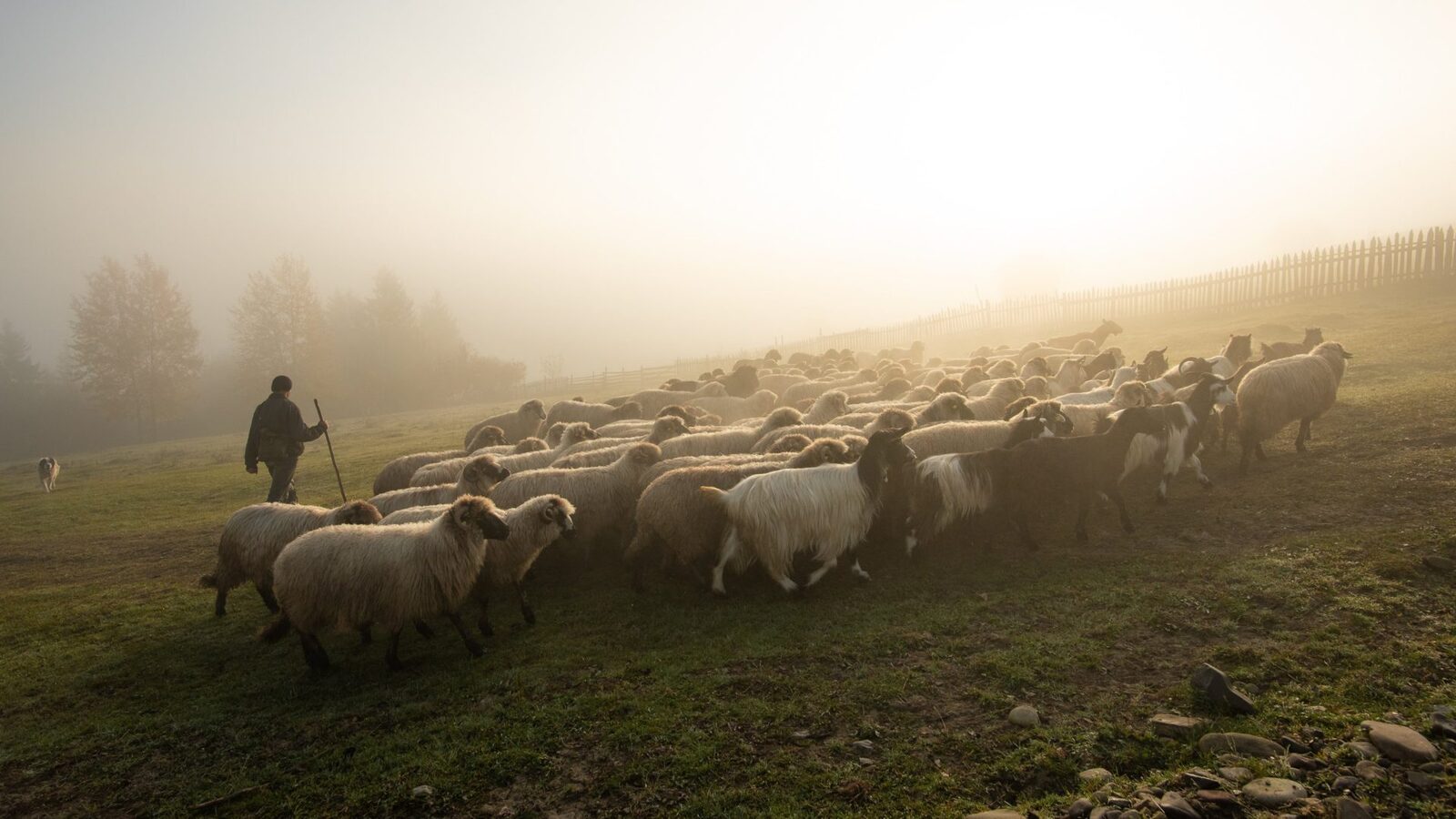Comisia Europeană: Exporturile românești de ovine, deblocate