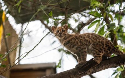 Pisică nouă, descoperită în Bolivia: Mai mică decât cea domestică
