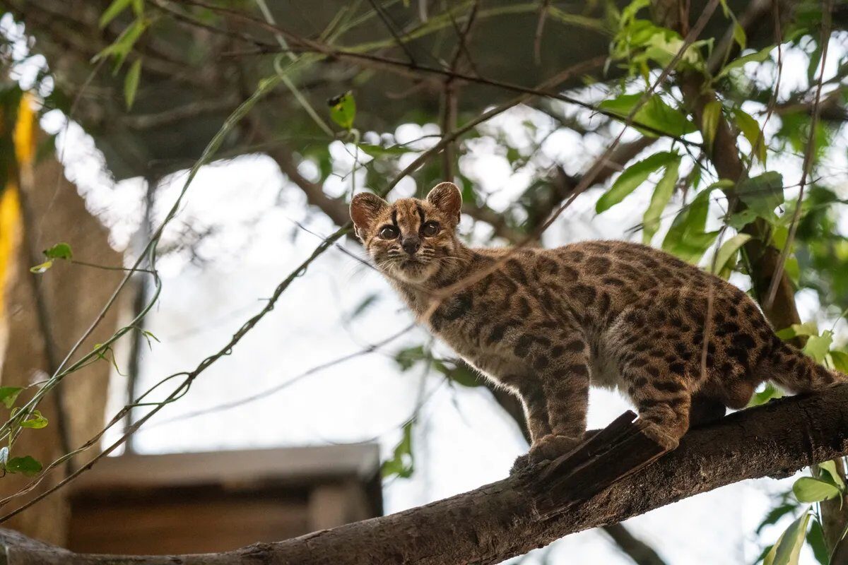Pisică nouă, descoperită în Bolivia: Mai mică decât cea domestică