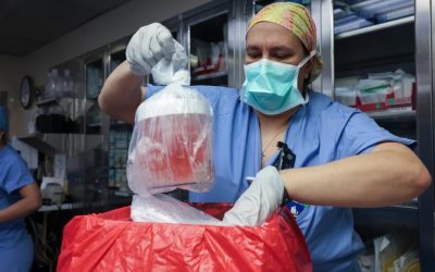 Rinichi de porc la om: 9 luni fără dializă
